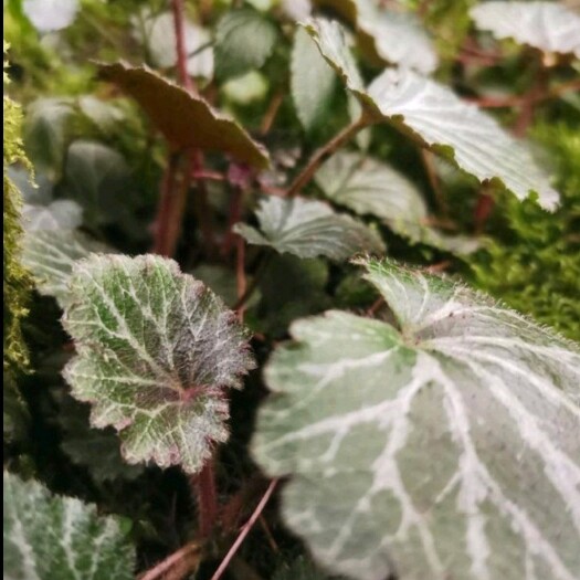 宝兴县虎耳草 需要的联系