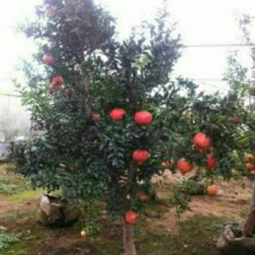 徐州石榴树