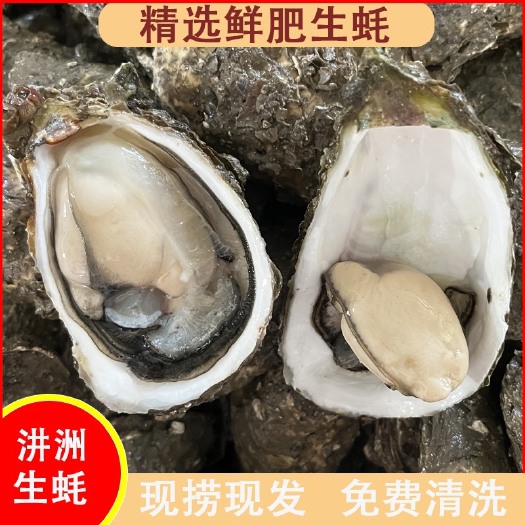 饶平县广东精品生蚝鲜活生蚝现捞现发规格齐全全国发货