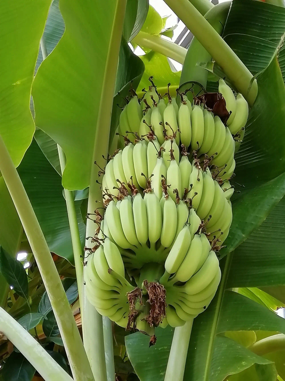 东方市海南抗病巴西香蕉精品货源