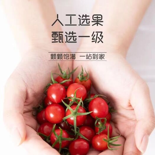 莘县（圣女果产地山东香瓜第一乡）  釜山88小番茄圣女果