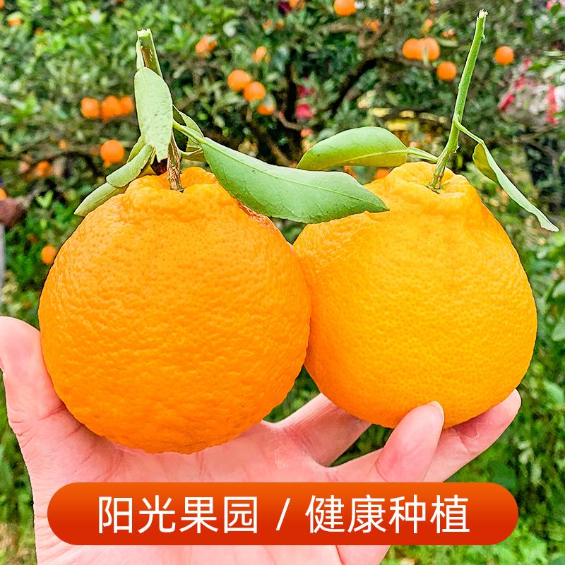 【48小时内发货】不知火丑橘丑柑桔子酸甜橘子 新鲜当季