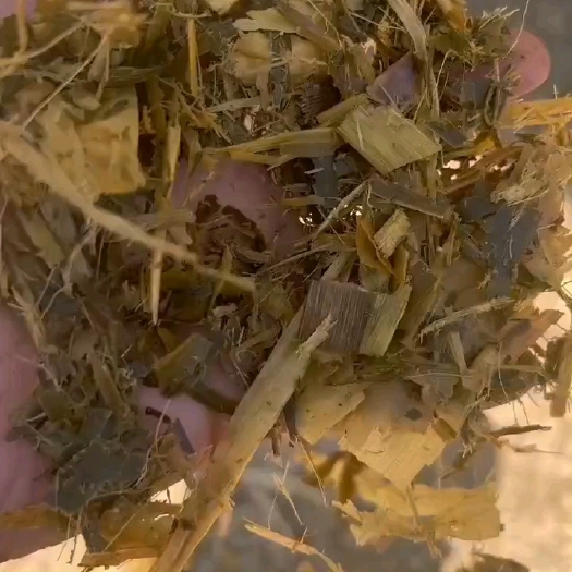 大名县黄储