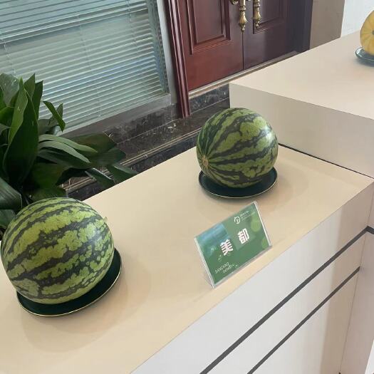 东台市源头好瓜：无籽美都，产地一手货源+专业团队