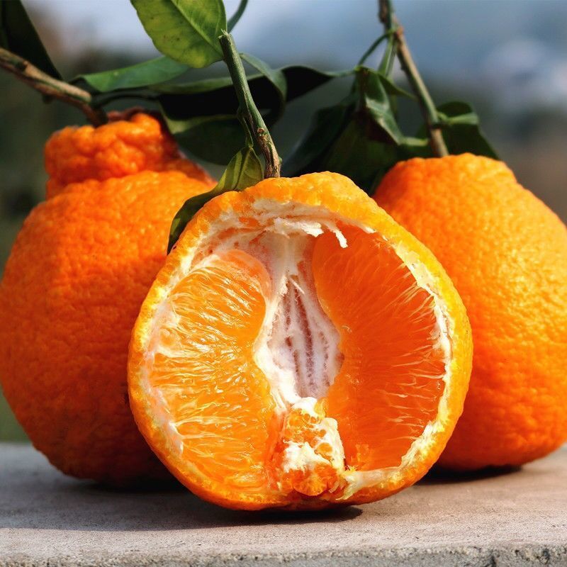 【48小时内发货】不知火丑橘丑柑桔子酸甜橘子 新鲜当季