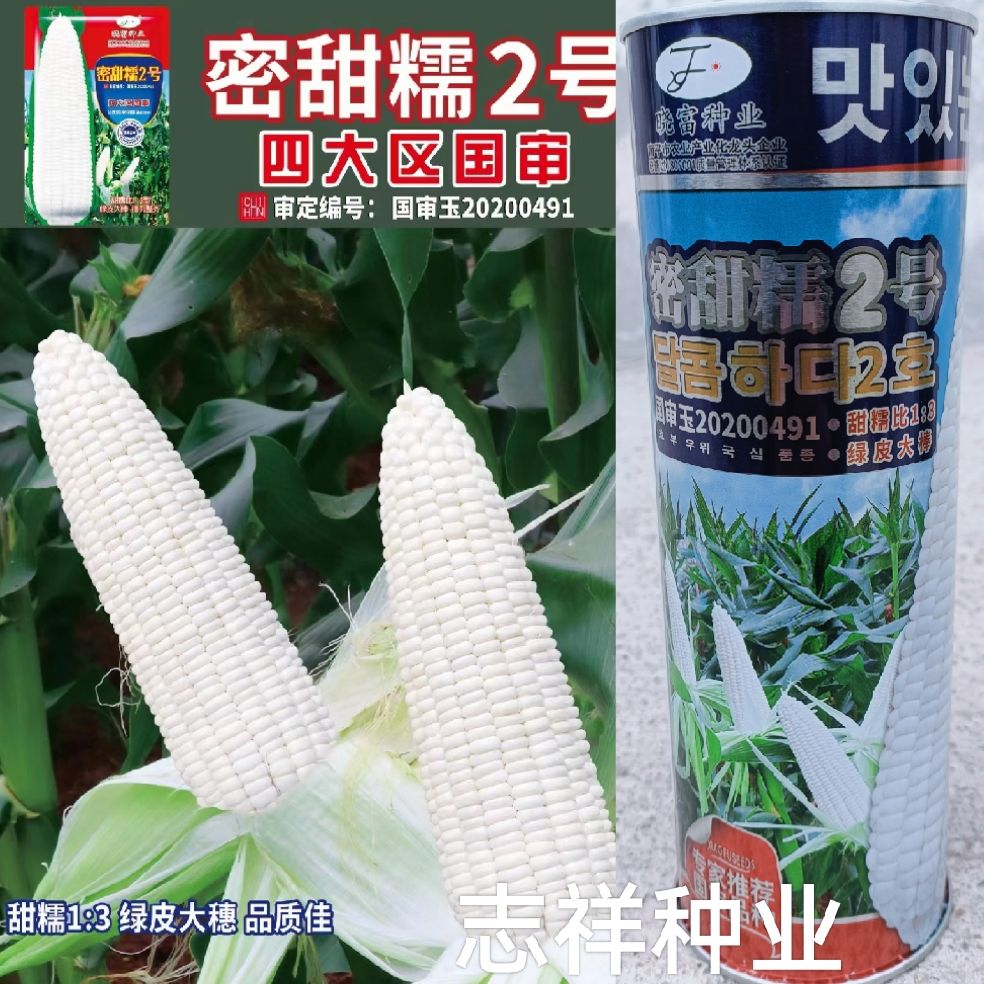 华容县国审玉米晓富密甜糯2号甜糯玉米种子绿皮大棒皮薄白糯玉米大田种