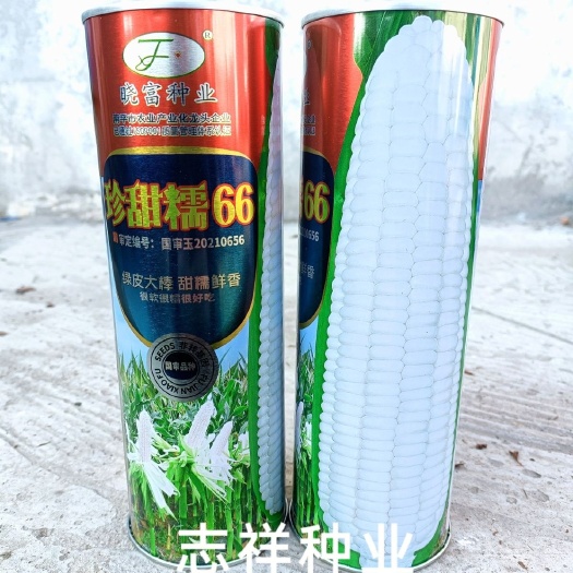 华容县晓富种业珍甜糯66白糯玉米种子甜加糯玉米非转基因