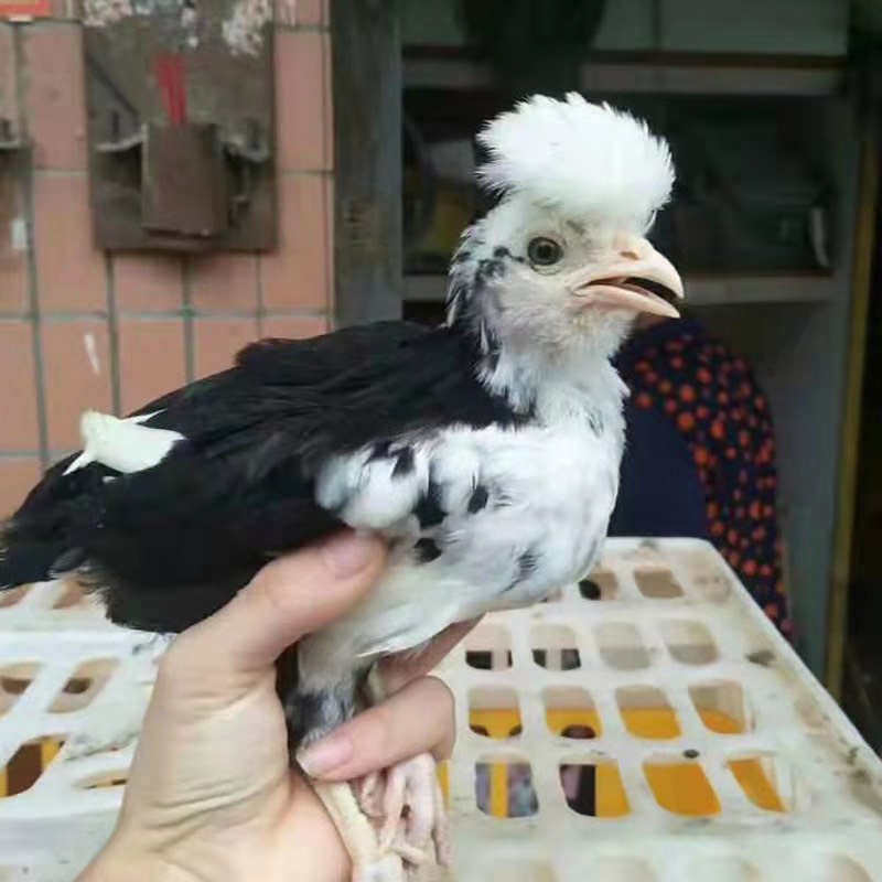 2.5斤以上一只，公母可选 贵妃鸡