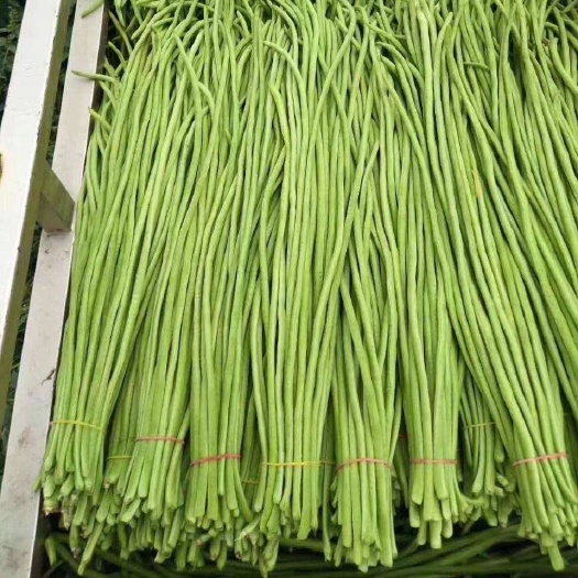 长条豆角，青长豆角，产地直达，欢迎合作
