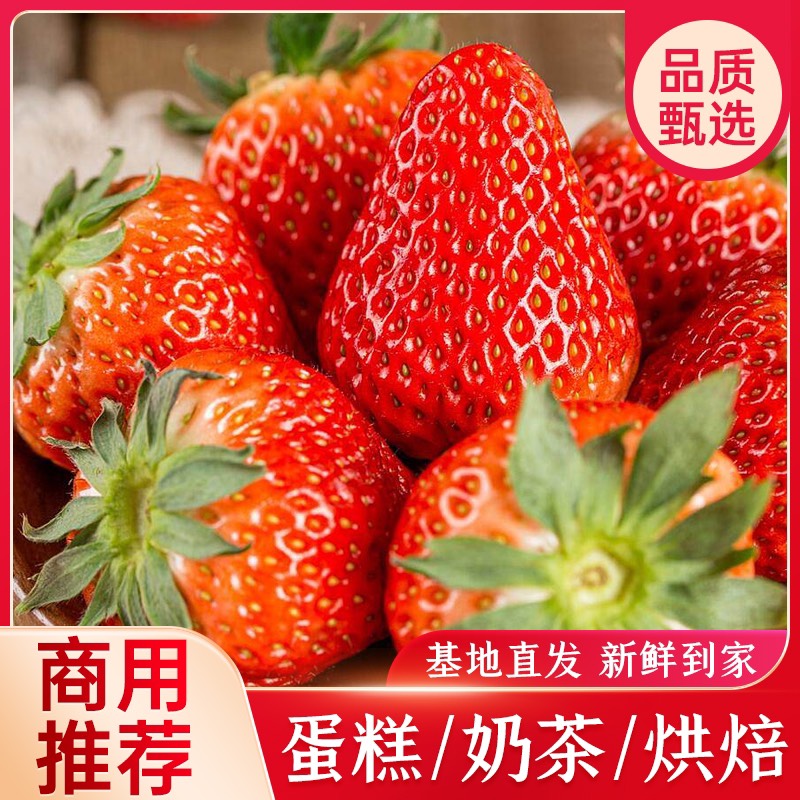 会泽县云南夏季草莓蒙特瑞商用推荐