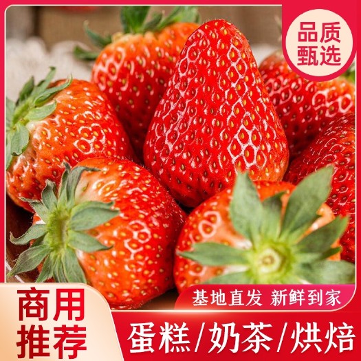 会泽县云南夏季草莓蒙特瑞商用推荐