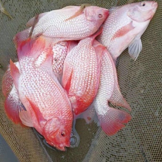 台山市大型红罗非 豹纹红 彩虹鲷鱼苗 星洲红鱼 淡水福寿鱼 养殖