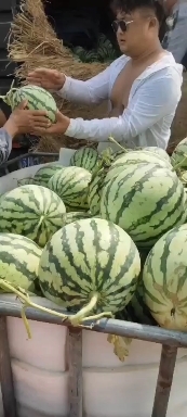 东台市美都无籽西瓜