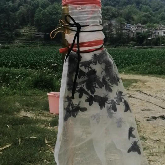 靖西市广西竹蜂盐竹蜂乌蜜蜂竹筒蜂中药材