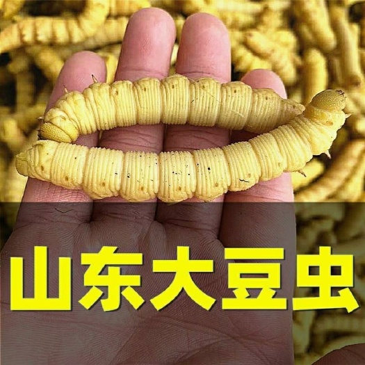 潍坊新鲜豆虫豆丹豆虫豆丹虫豆丹豆虫即食豆虫速冻批发包邮