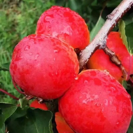 河北省级种植示范基地(串枝红杏绿色示范基地)加工厂的可以发了