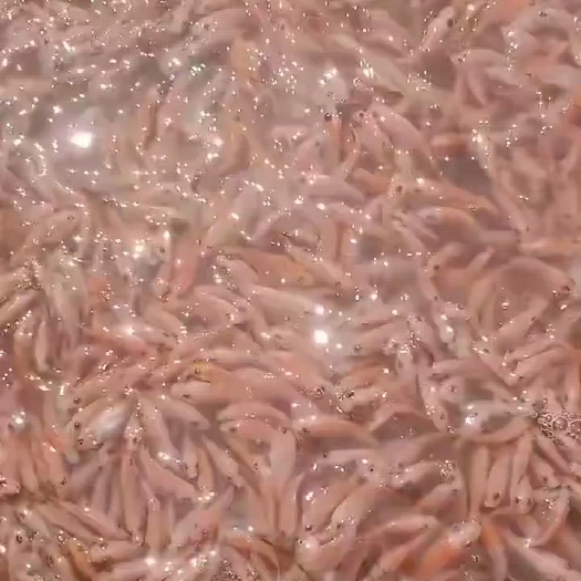 博罗县红罗非，珍珠白，彩虹鲷