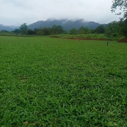 东安县种植各种绿化草皮（草  蓝引三号  大叶草）欢迎骚扰
