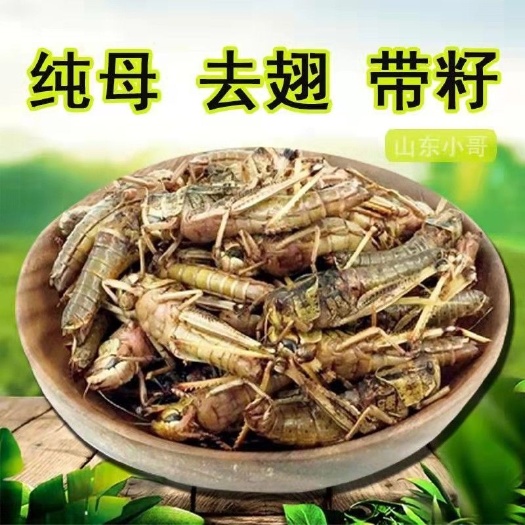 泰安新鲜蚂蚱东亚飞蝗虫蚱蜢带籽冷冻昆虫美食烧烤食材不发活体
