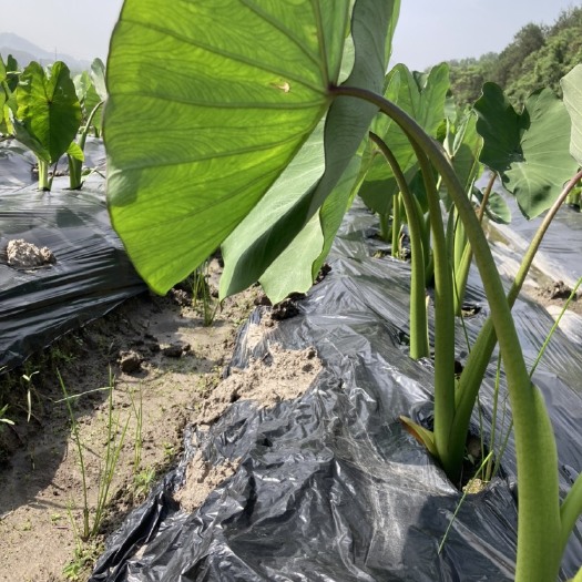 连州市荔浦香芋（连州顺意合作社）