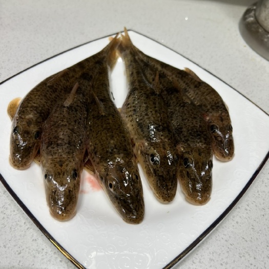 蒙阴县溪流新鲜沙沟鱼船钉子冰鲜小河鱼活鱼速杀去内脏刺鰕虎鱼