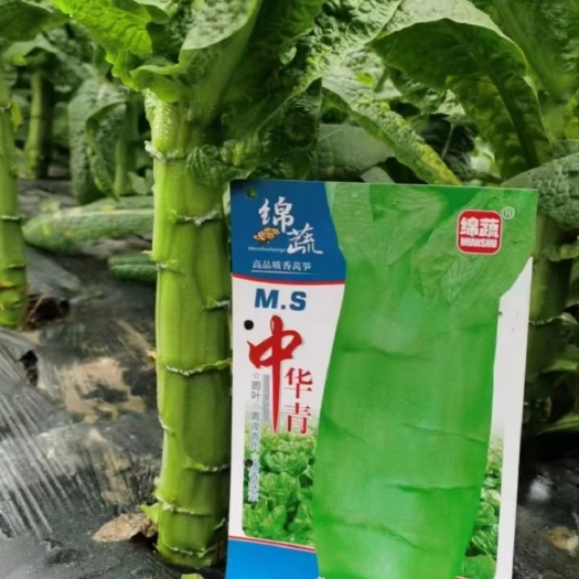 茂县阿坝州茂县 莴笋大量上市，代办