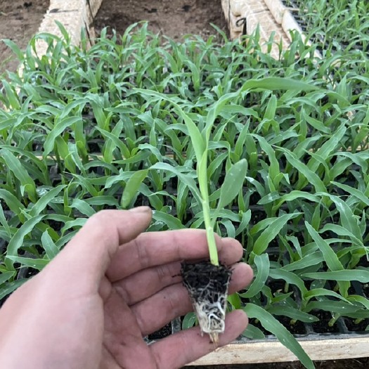 通海县30年育苗技术 专业培育各种蔬菜苗 水果玉米苗 大白菜 甘蓝