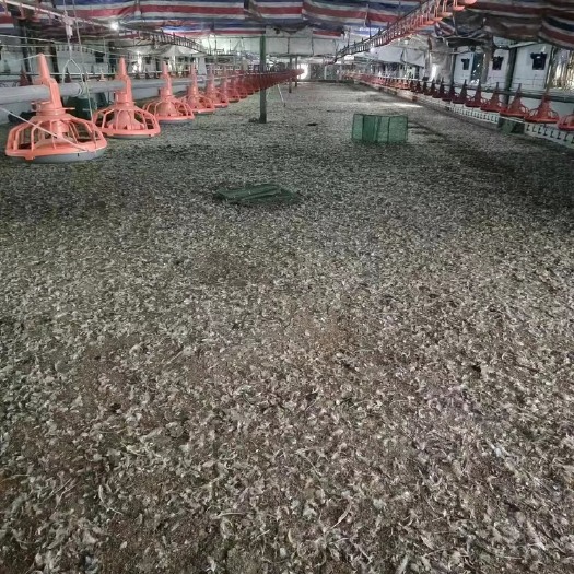 贵港特靓谷壳鸡粪