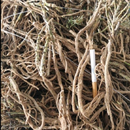 宁县干柴胡，纯干，个均匀，