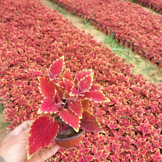 青州市彩叶草种植基地