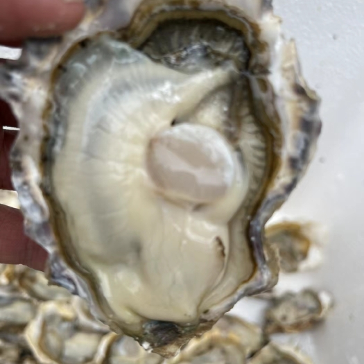 佛山乳山精品三倍体生蚝，肥度杠杠滴喜欢的欢迎咨询。