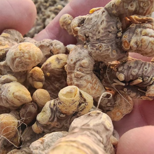 南宫市射干，农户直销，质量保证，干净无杂