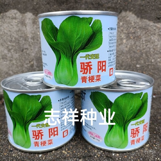 华容县德高骄阳青梗菜种子翠绿色小青菜油菜春夏秋季蔬菜种孑100克