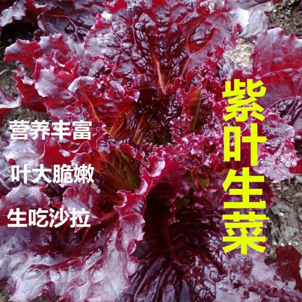 Ҷˮлɳļֲͺ߲Ӳ