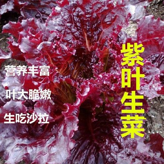 紫叶生菜种子紫水晶有机沙拉菜种子四季种植耐寒热蔬菜种子菜籽