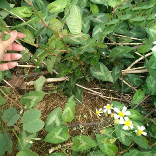 浦北县火炭母草，，自己上山找的