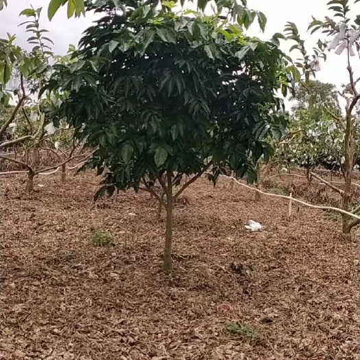 容县精品黄皮大树