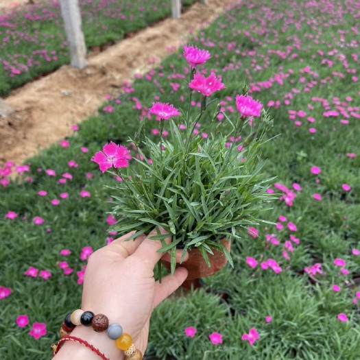 青州市欧石竹种植基地
