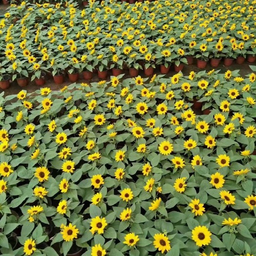 青州市向日葵种植基地
