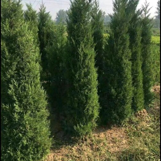 郯城县塔柏 桧柏 (蜀桧) 圆柏绿化苗基地直销大量供应大小苗木齐全