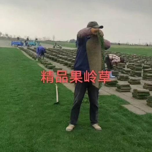句容市果岭草草卷