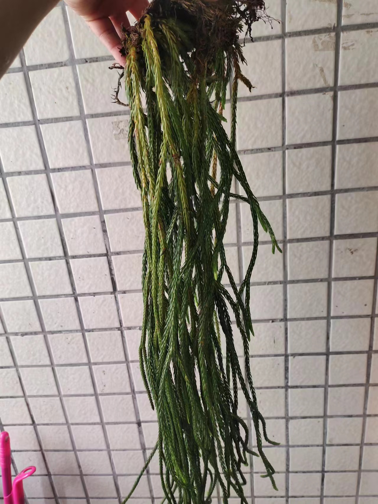 都匀市马尾千金草