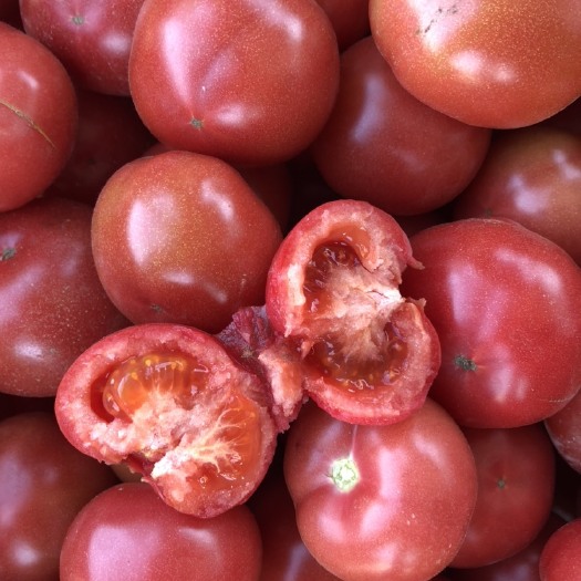 石家庄好吃的酸甜口健康水果普罗旺斯西红柿自然熟