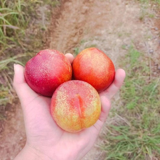 油桃  金雷   大量上市  产地一手货源  质量三包