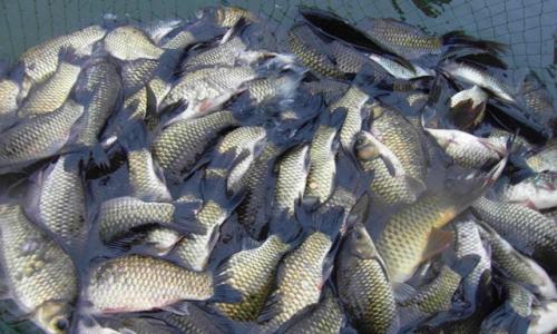 湘云鲫  渔场直销垂钓用鲫鱼鳊鱼青鱼草鱼桂鱼花鲢鱼苗等