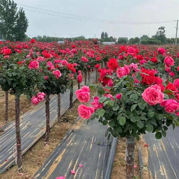 树桩月季 树状月季 庭院花卉阳台盆栽树桩嫁接月季花四季开花