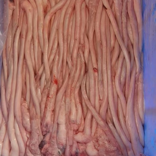 广州广东猪鞭100条7斤左右新鲜分割