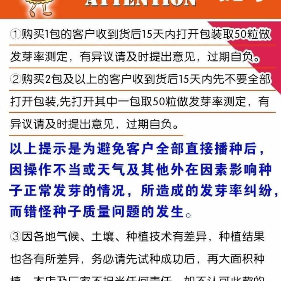 大田用种珠仔油白豆角王种子大肉甜豆角肉厚好吃猪仔黑籽豇豆种子