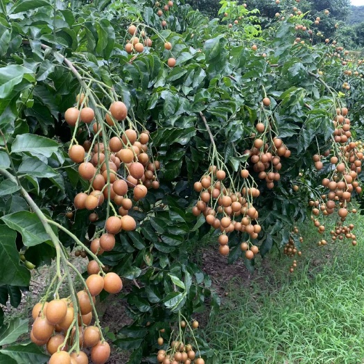 灵山县黑金刚黑黄皮果苗