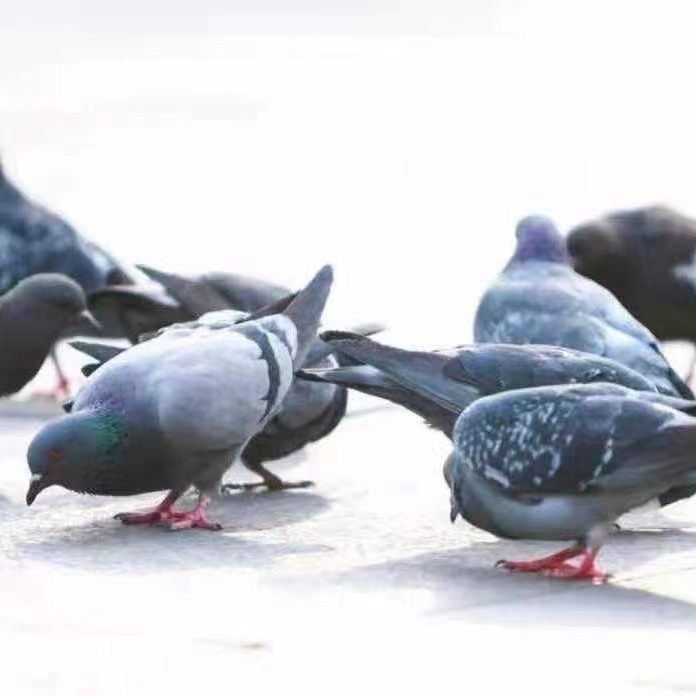 捕鸽拍网天落笼草地全自动抓鸽子隐藏网捉鸽子笼